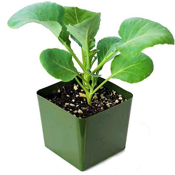 Cauliflower Vegetable Plant - www.FOP.ae Buy online Best and Healthy Plants and quality products guarantee in Dubai Plants Shop in Dubai Abu Dhabi all over UAE Plants near me Fresh Plants in Dubai where to buy plants in UAE - FOP.ae