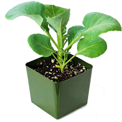 Cauliflower Vegetable Plant - www.FOP.ae Buy online Best and Healthy Plants and quality products guarantee in Dubai Plants Shop in Dubai Abu Dhabi all over UAE Plants near me Fresh Plants in Dubai where to buy plants in UAE - FOP.ae