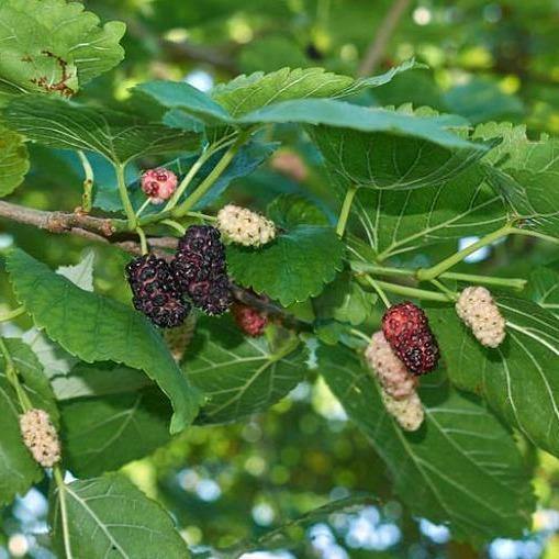 Mulberry Tree, Morus Alba - www.FOP.ae Buy online Best and Healthy Plants and quality products guarantee in Dubai Plants Shop in Dubai Abu Dhabi all over UAE Plants near me Fresh Plants in Dubai where to buy plants in UAE - FOP.ae