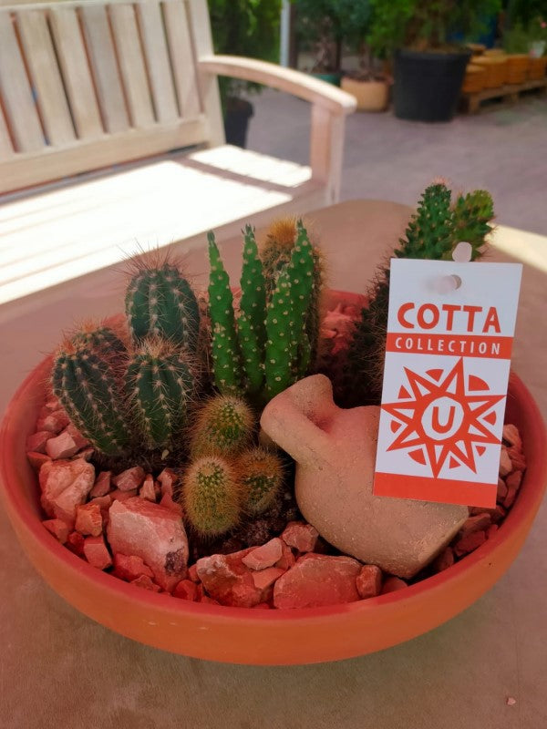 Cactus Outdoor - www.FOP.ae Buy online Best and Healthy Plants and quality products guarantee in Dubai Plants Shop in Dubai Abu Dhabi all over UAE Plants near me Fresh Plants in Dubai where to buy plants in UAE - FOP.ae