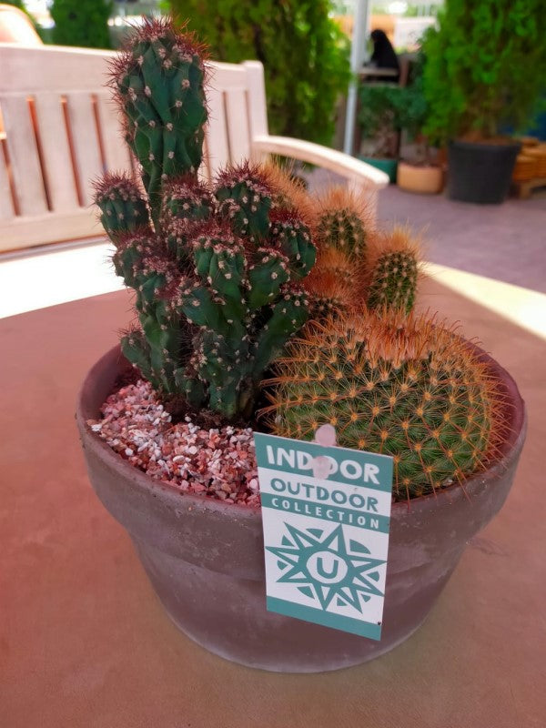 Cactus Outdoor - www.FOP.ae Buy online Best and Healthy Plants and quality products guarantee in Dubai Plants Shop in Dubai Abu Dhabi all over UAE Plants near me Fresh Plants in Dubai where to buy plants in UAE - FOP.ae