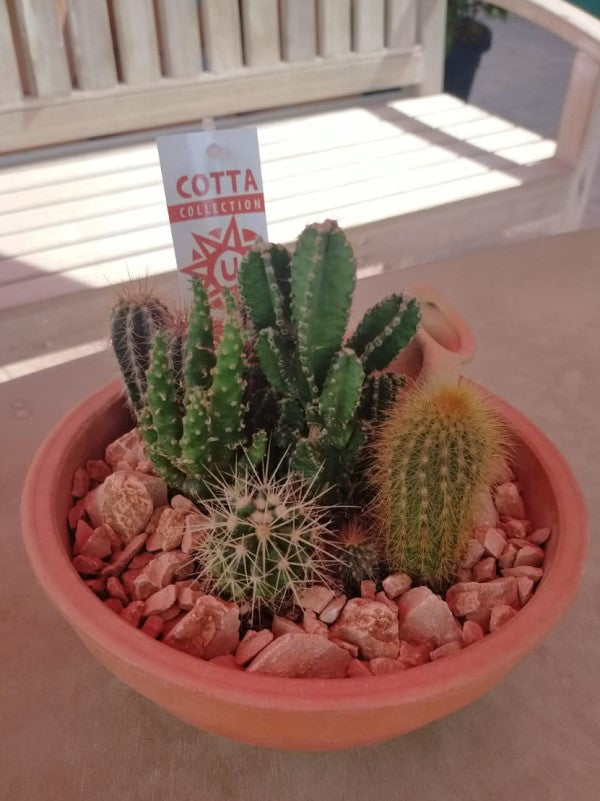 Cactus Outdoor - www.FOP.ae Buy online Best and Healthy Plants and quality products guarantee in Dubai Plants Shop in Dubai Abu Dhabi all over UAE Plants near me Fresh Plants in Dubai where to buy plants in UAE - FOP.ae