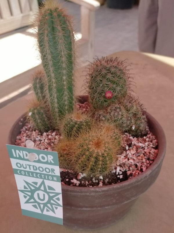 Cactus Outdoor - www.FOP.ae Buy online Best and Healthy Plants and quality products guarantee in Dubai Plants Shop in Dubai Abu Dhabi all over UAE Plants near me Fresh Plants in Dubai where to buy plants in UAE - FOP.ae