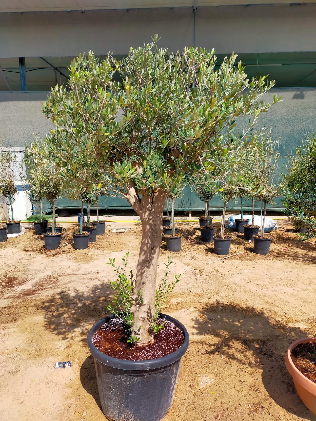 Olive Tree, Olea Europaea - www.FOP.ae Buy online Best and Healthy Plants and quality products guarantee in Dubai Plants Shop in Dubai Abu Dhabi all over UAE Plants near me Fresh Plants in Dubai where to buy plants in UAE - FOP.ae