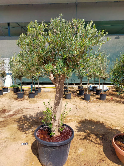 Olive Tree, Olea Europaea - www.FOP.ae Buy online Best and Healthy Plants and quality products guarantee in Dubai Plants Shop in Dubai Abu Dhabi all over UAE Plants near me Fresh Plants in Dubai where to buy plants in UAE - FOP.ae
