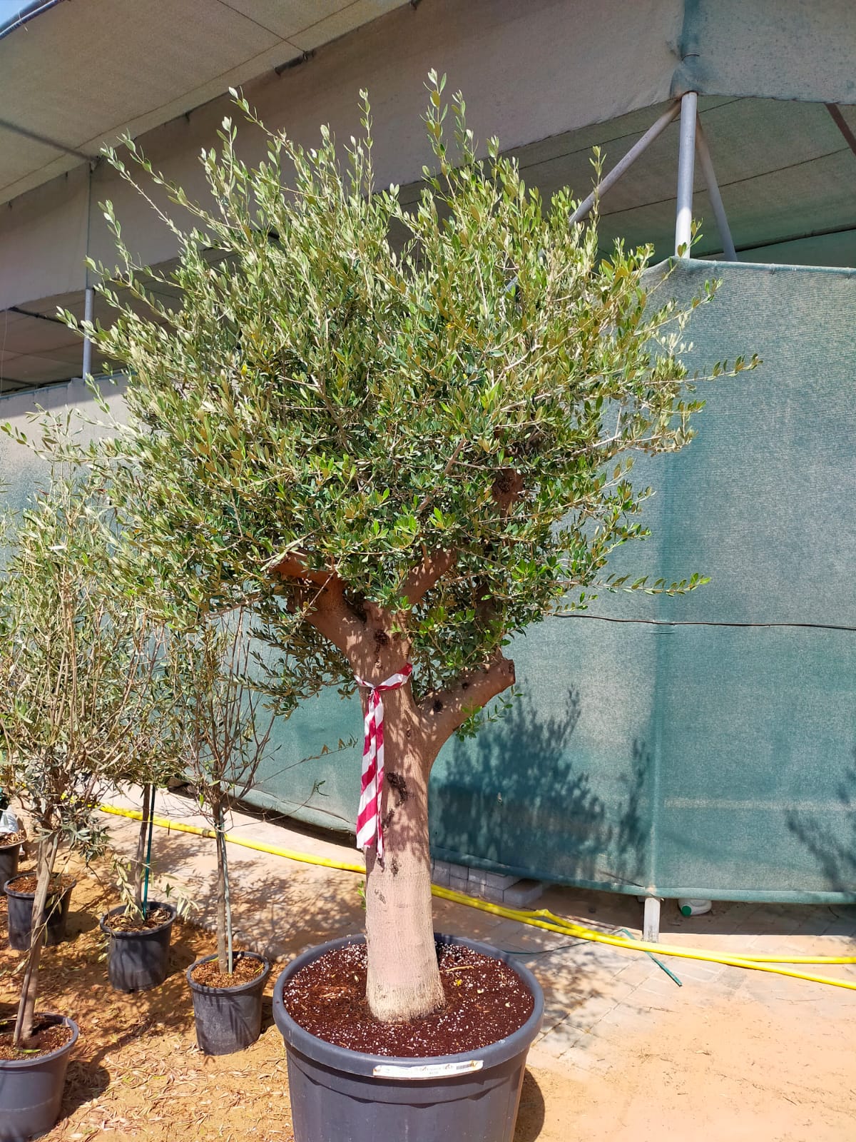 Olive Tree, Olea Europaea - www.FOP.ae Buy online Best and Healthy Plants and quality products guarantee in Dubai Plants Shop in Dubai Abu Dhabi all over UAE Plants near me Fresh Plants in Dubai where to buy plants in UAE - FOP.ae