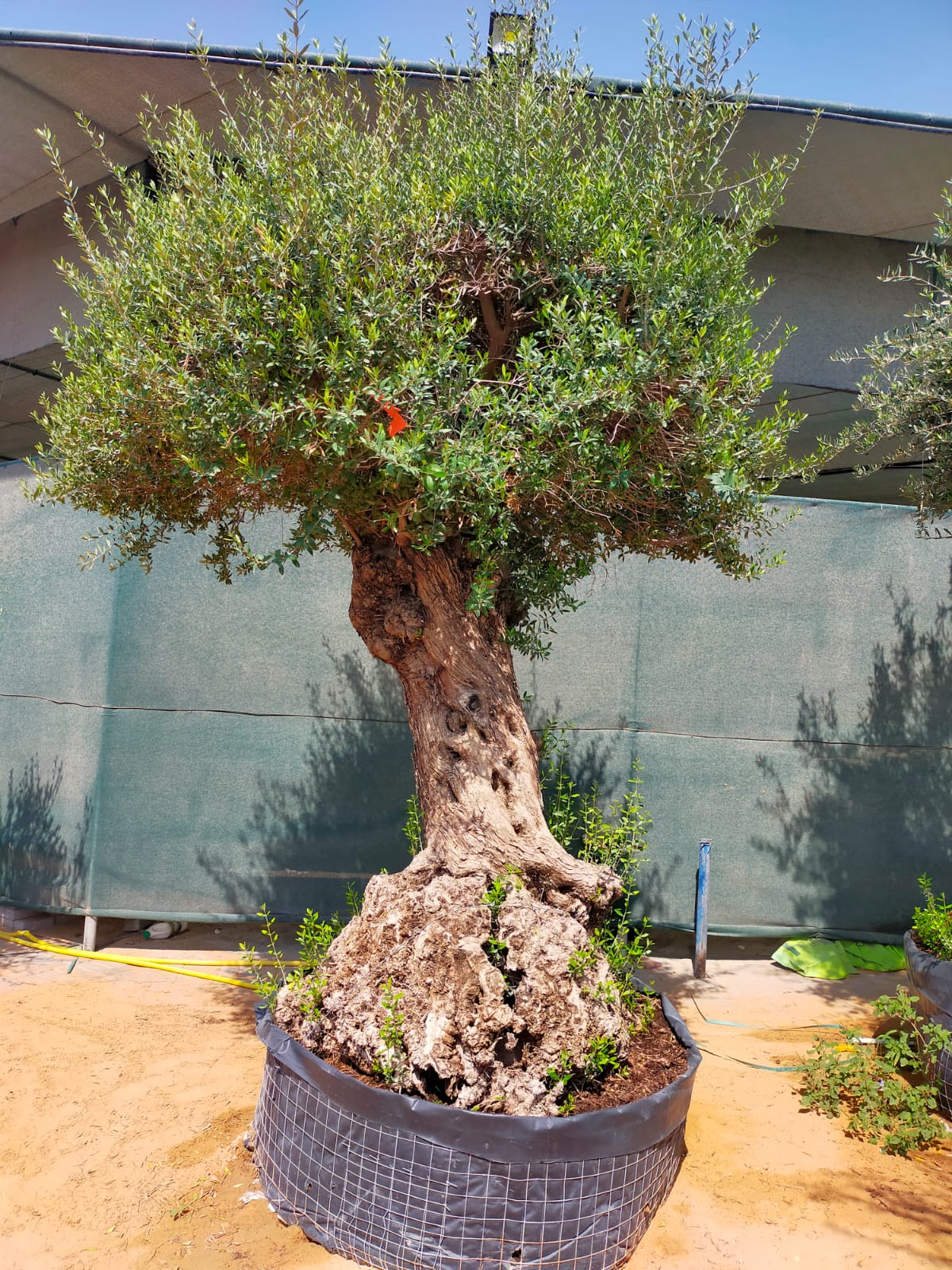 Olive Tree, Olea Europaea - www.FOP.ae Buy online Best and Healthy Plants and quality products guarantee in Dubai Plants Shop in Dubai Abu Dhabi all over UAE Plants near me Fresh Plants in Dubai where to buy plants in UAE - FOP.ae