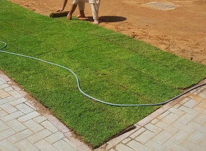 Natural Carpet Grass, Paspalium vaginatum - www.FOP.ae Buy online Best and Healthy Plants and quality products guarantee in Dubai Plants Shop in Dubai Abu Dhabi all over UAE Plants near me Fresh Plants in Dubai where to buy plants in UAE - FOP.ae