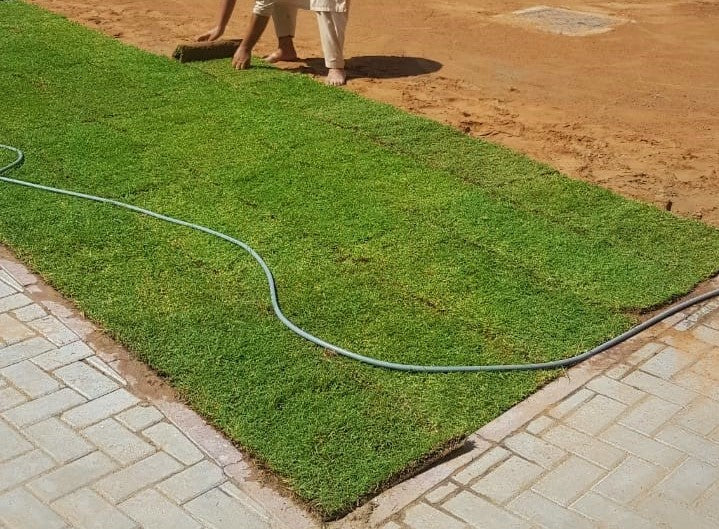 Natural Carpet Grass, Paspalium vaginatum - www.FOP.ae Buy online Best and Healthy Plants and quality products guarantee in Dubai Plants Shop in Dubai Abu Dhabi all over UAE Plants near me Fresh Plants in Dubai where to buy plants in UAE - FOP.ae