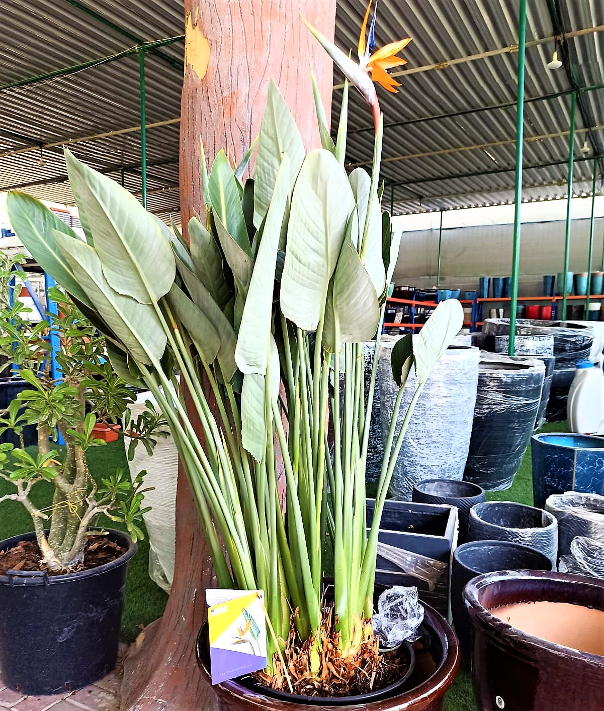 Bird of Paradise, Strelitzia Reginae, outdoor - www.FOP.ae Buy online Best and Healthy Plants and quality products guarantee in Dubai Plants Shop in Dubai Abu Dhabi all over UAE Plants near me Fresh Plants in Dubai where to buy plants in UAE - FOP.ae