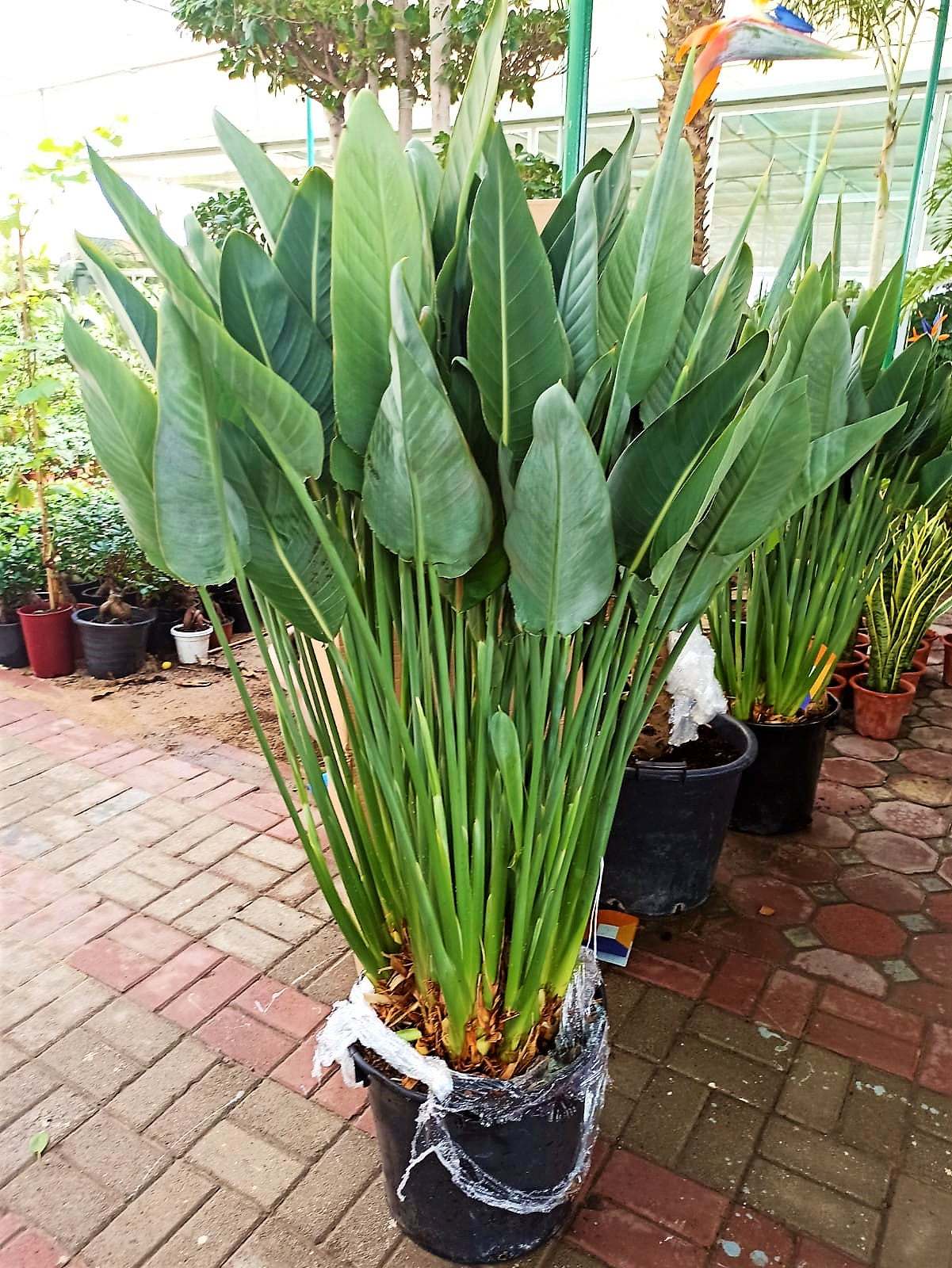 Bird of Paradise, Strelitzia Reginae, outdoor - www.FOP.ae Buy online Best and Healthy Plants and quality products guarantee in Dubai Plants Shop in Dubai Abu Dhabi all over UAE Plants near me Fresh Plants in Dubai where to buy plants in UAE - FOP.ae