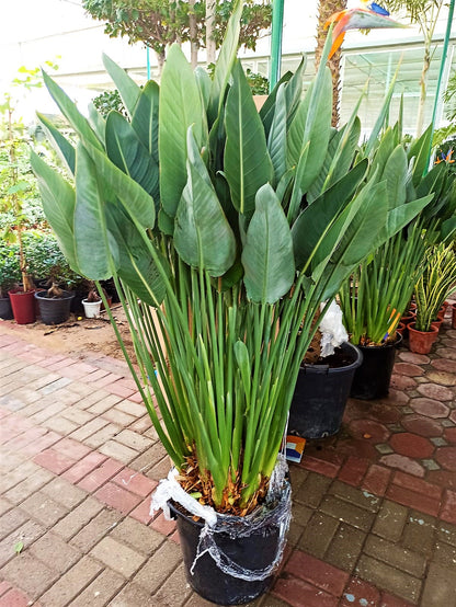 Bird of Paradise, Strelitzia Reginae, outdoor - www.FOP.ae Buy online Best and Healthy Plants and quality products guarantee in Dubai Plants Shop in Dubai Abu Dhabi all over UAE Plants near me Fresh Plants in Dubai where to buy plants in UAE - FOP.ae
