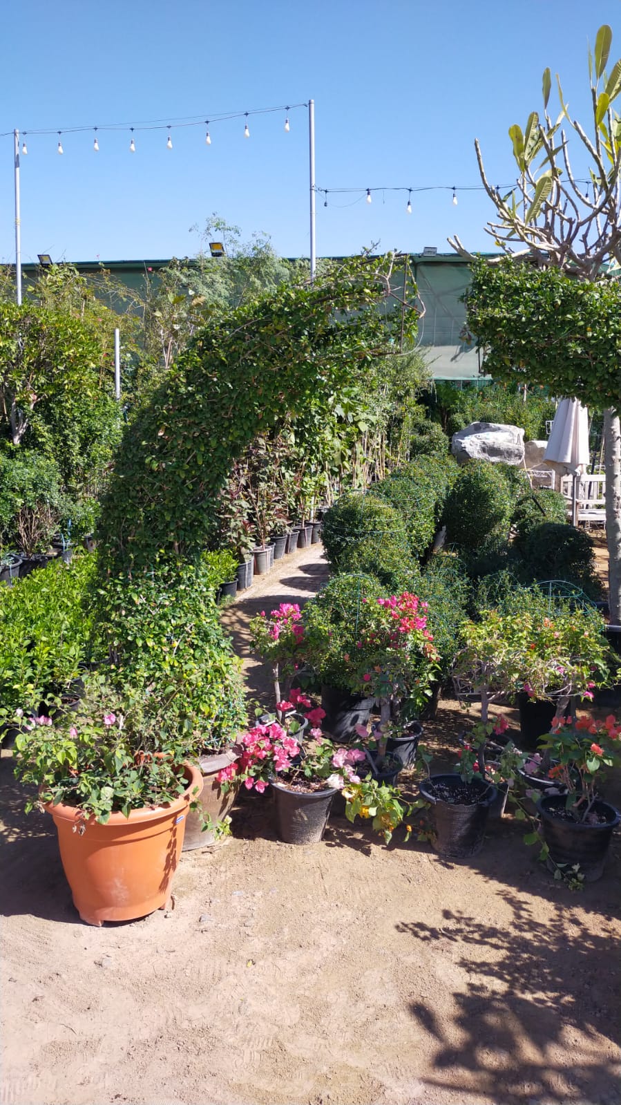 Ehretia Big (Different Shapes) - www.FOP.ae Buy online Best and Healthy Plants and quality products guarantee in Dubai Plants Shop in Dubai Abu Dhabi all over UAE Plants near me Fresh Plants in Dubai where to buy plants in UAE - FOP.ae