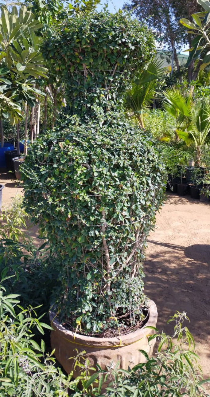 Ehretia Big (Different Shapes) - www.FOP.ae Buy online Best and Healthy Plants and quality products guarantee in Dubai Plants Shop in Dubai Abu Dhabi all over UAE Plants near me Fresh Plants in Dubai where to buy plants in UAE - FOP.ae