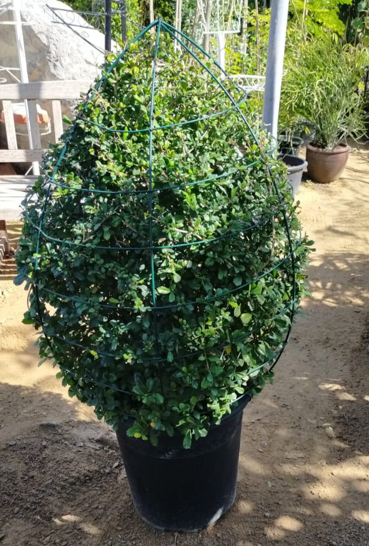 Ehretia Big (Different Shapes) - www.FOP.ae Buy online Best and Healthy Plants and quality products guarantee in Dubai Plants Shop in Dubai Abu Dhabi all over UAE Plants near me Fresh Plants in Dubai where to buy plants in UAE - FOP.ae