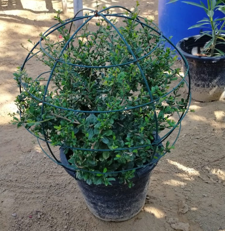 Ehretia Big (Different Shapes) - www.FOP.ae Buy online Best and Healthy Plants and quality products guarantee in Dubai Plants Shop in Dubai Abu Dhabi all over UAE Plants near me Fresh Plants in Dubai where to buy plants in UAE - FOP.ae