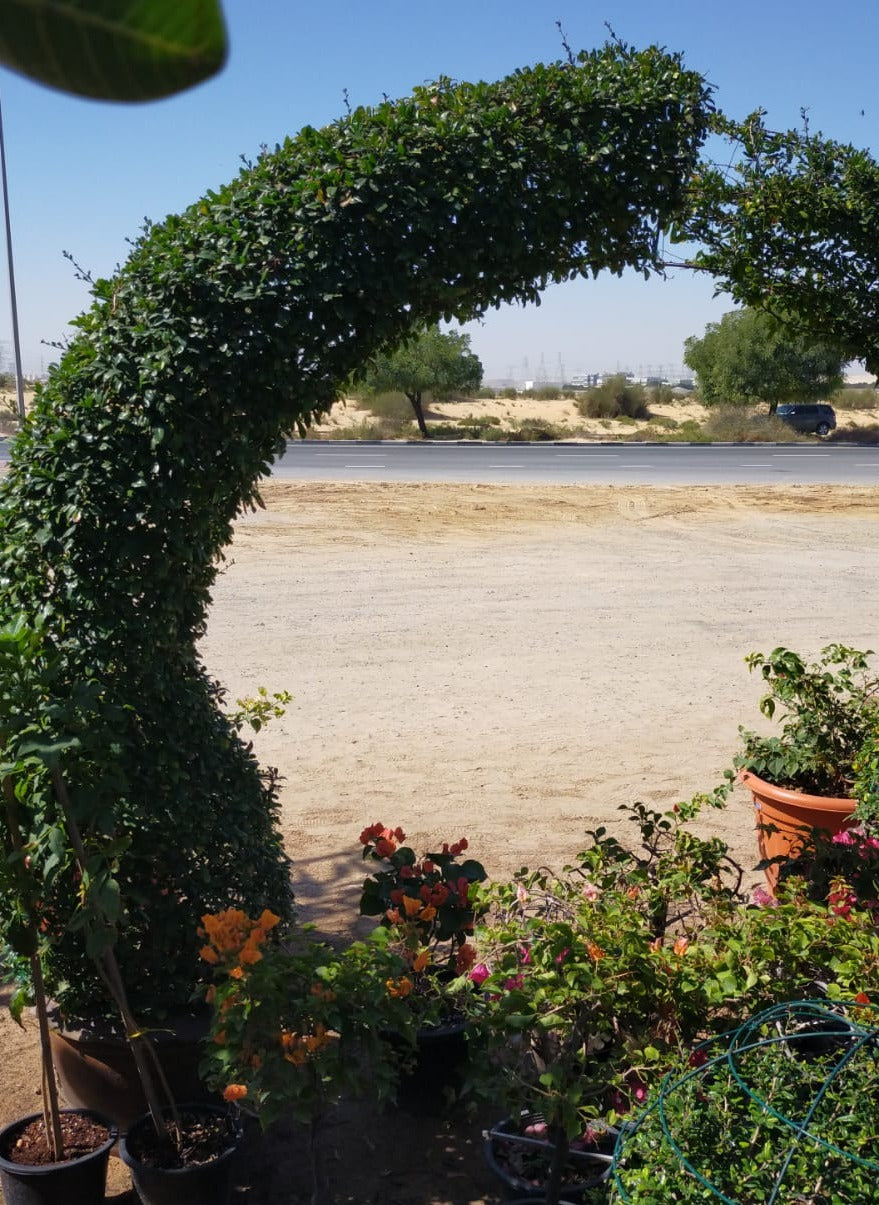 Ehretia Big (Different Shapes) - www.FOP.ae Buy online Best and Healthy Plants and quality products guarantee in Dubai Plants Shop in Dubai Abu Dhabi all over UAE Plants near me Fresh Plants in Dubai where to buy plants in UAE - FOP.ae