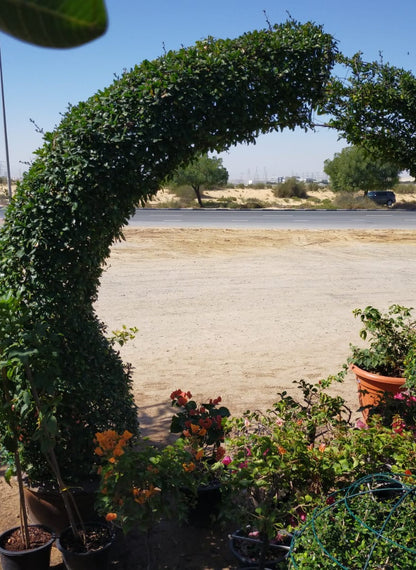 Ehretia Big (Different Shapes) - www.FOP.ae Buy online Best and Healthy Plants and quality products guarantee in Dubai Plants Shop in Dubai Abu Dhabi all over UAE Plants near me Fresh Plants in Dubai where to buy plants in UAE - FOP.ae