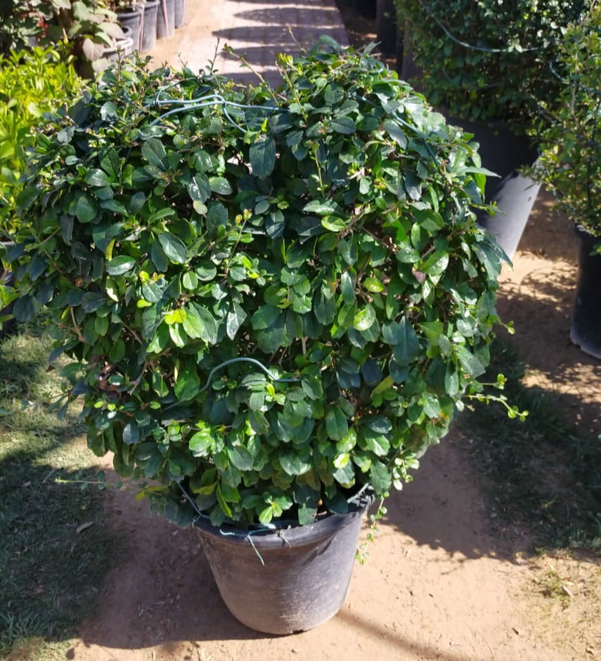 Ehretia Big (Different Shapes) - www.FOP.ae Buy online Best and Healthy Plants and quality products guarantee in Dubai Plants Shop in Dubai Abu Dhabi all over UAE Plants near me Fresh Plants in Dubai where to buy plants in UAE - FOP.ae