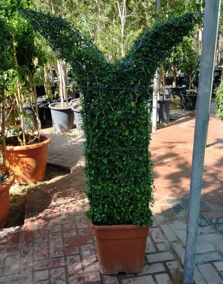 Ehretia Big (Different Shapes) - www.FOP.ae Buy online Best and Healthy Plants and quality products guarantee in Dubai Plants Shop in Dubai Abu Dhabi all over UAE Plants near me Fresh Plants in Dubai where to buy plants in UAE - FOP.ae