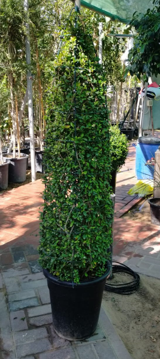 Ehretia Big (Different Shapes) - www.FOP.ae Buy online Best and Healthy Plants and quality products guarantee in Dubai Plants Shop in Dubai Abu Dhabi all over UAE Plants near me Fresh Plants in Dubai where to buy plants in UAE - FOP.ae
