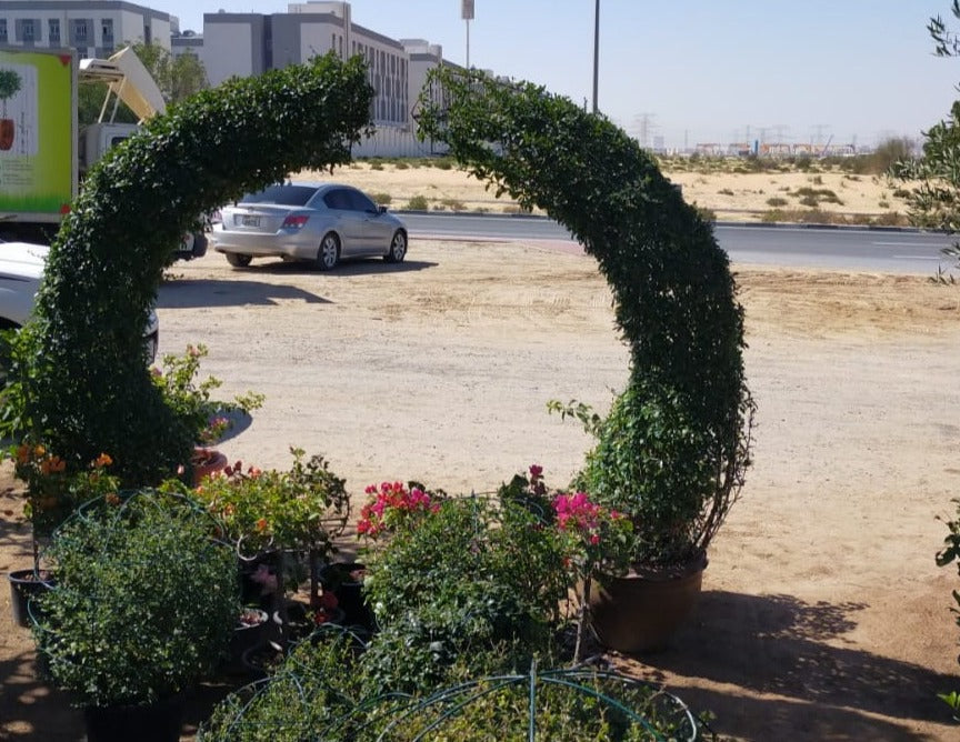 Ehretia Big (Different Shapes) - www.FOP.ae Buy online Best and Healthy Plants and quality products guarantee in Dubai Plants Shop in Dubai Abu Dhabi all over UAE Plants near me Fresh Plants in Dubai where to buy plants in UAE - FOP.ae