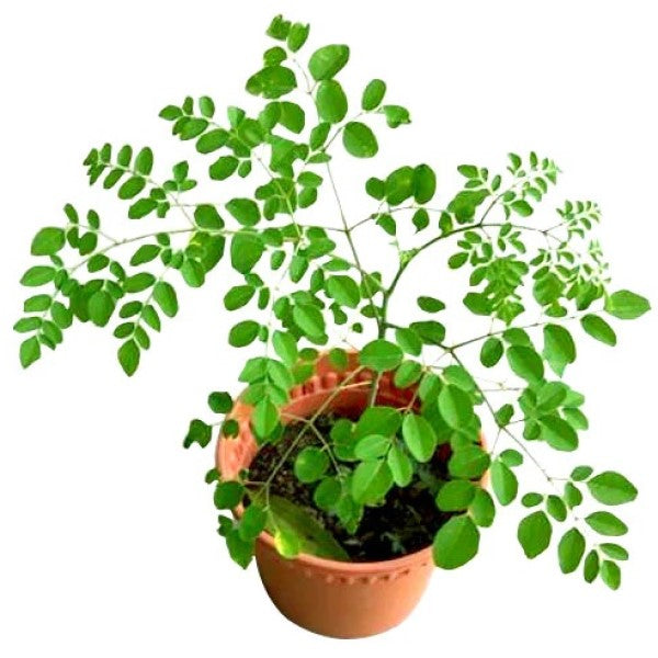 Moringa Oleifera, Drum Stick - www.FOP.ae Buy online Best and Healthy Plants and quality products guarantee in Dubai Plants Shop in Dubai Abu Dhabi all over UAE Plants near me Fresh Plants in Dubai where to buy plants in UAE - FOP.ae