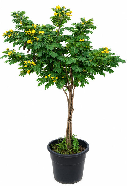Cassia Surattensis, Scrambled Egg Plant, Sunshine Tree