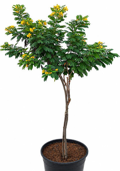Cassia Surattensis, Scrambled Egg Plant, Sunshine Tree