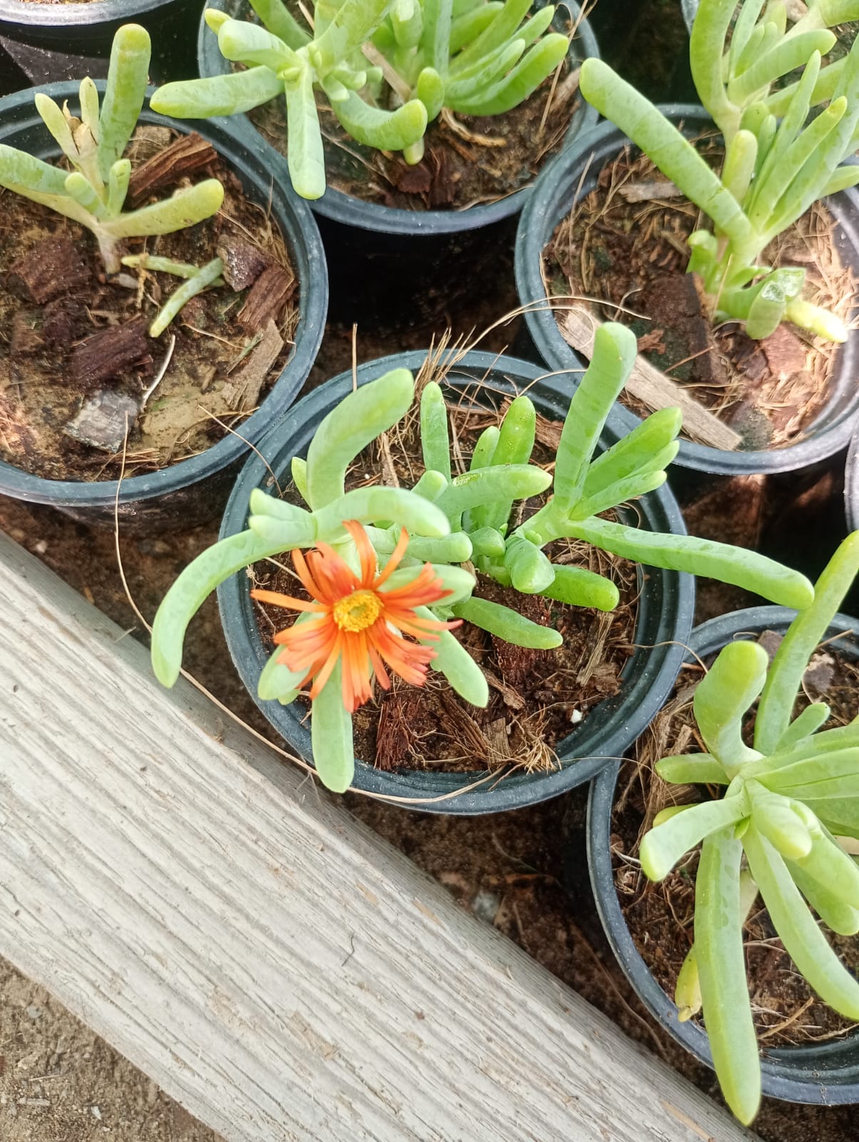 Lampranthus spectabilis, Copiosus (small)