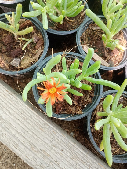 Lampranthus spectabilis, Copiosus (small)