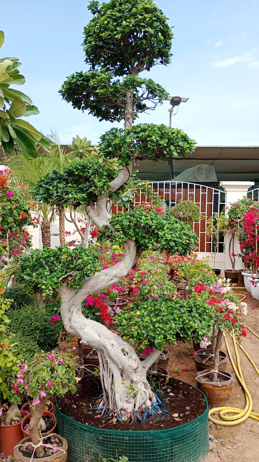 Ficus S Bonsai