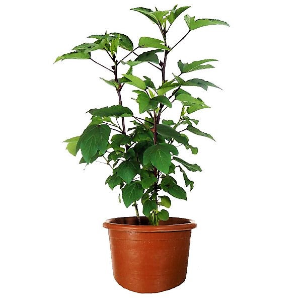 Hibiscus Sabdariffa, Roselle, Karkade - www.FOP.ae Buy online Best and Healthy Plants and quality products guarantee in Dubai Plants Shop in Dubai Abu Dhabi all over UAE Plants near me Fresh Plants in Dubai where to buy plants in UAE - FOP.ae