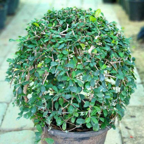 Ehretia microphylla, Fukien Tea Tree, Ball - www.FOP.ae Buy online Best and Healthy Plants and quality products guarantee in Dubai Plants Shop in Dubai Abu Dhabi all over UAE Plants near me Fresh Plants in Dubai where to buy plants in UAE - FOP.ae