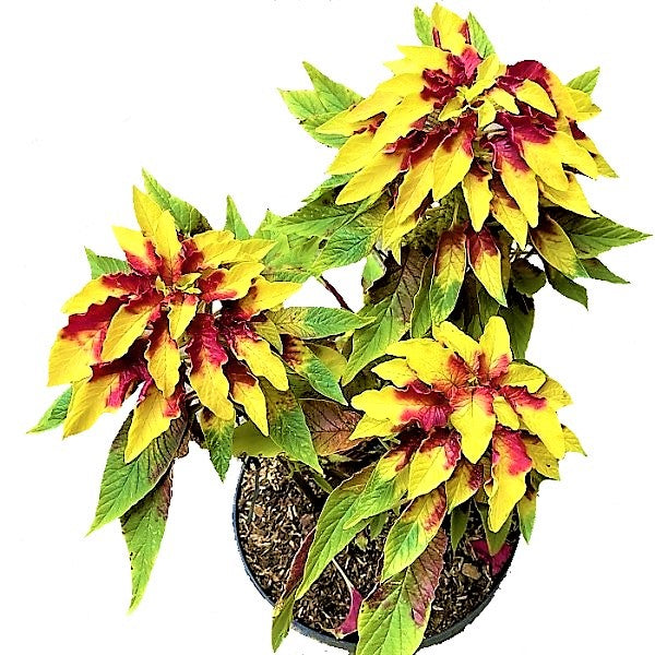 Amaranthus Tricolor - www.FOP.ae Buy online Best and Healthy Plants and quality products guarantee in Dubai Plants Shop in Dubai Abu Dhabi all over UAE Plants near me Fresh Plants in Dubai where to buy plants in UAE - FOP.ae