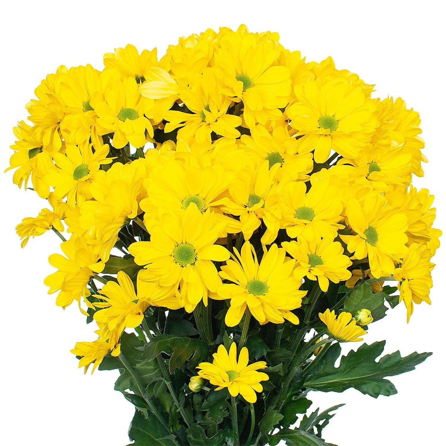 Wedelia Trilobata, Creeping Daisy or Rabbit Paw (small) - www.FOP.ae Buy online Best and Healthy Plants and quality products guarantee in Dubai Plants Shop in Dubai Abu Dhabi all over UAE Plants near me Fresh Plants in Dubai where to buy plants in UAE - FOP.ae