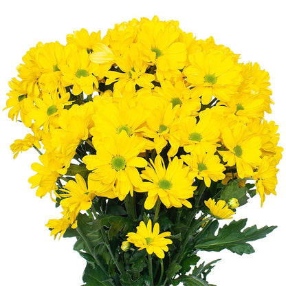 Wedelia Trilobata, Creeping Daisy or Rabbit Paw (small) - www.FOP.ae Buy online Best and Healthy Plants and quality products guarantee in Dubai Plants Shop in Dubai Abu Dhabi all over UAE Plants near me Fresh Plants in Dubai where to buy plants in UAE - FOP.ae