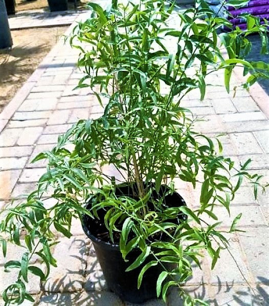 Miswak Plant, Salvadora persica, Toothbrush Tree - www.FOP.ae Buy online Best and Healthy Plants and quality products guarantee in Dubai Plants Shop in Dubai Abu Dhabi all over UAE Plants near me Fresh Plants in Dubai where to buy plants in UAE - FOP.ae