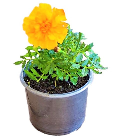 Marigold (small) - www.FOP.ae Buy online Best and Healthy Plants and quality products guarantee in Dubai Plants Shop in Dubai Abu Dhabi all over UAE Plants near me Fresh Plants in Dubai where to buy plants in UAE - FOP.ae