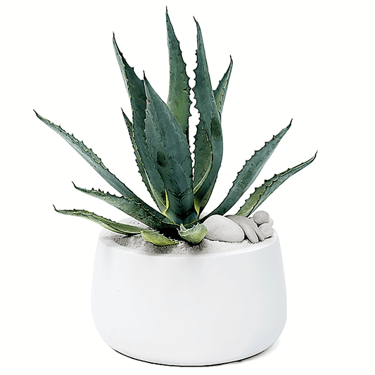 Agave americana , Century Plant - www.FOP.ae Buy online Best and Healthy Plants and quality products guarantee in Dubai Plants Shop in Dubai Abu Dhabi all over UAE Plants near me Fresh Plants in Dubai where to buy plants in UAE - FOP.ae