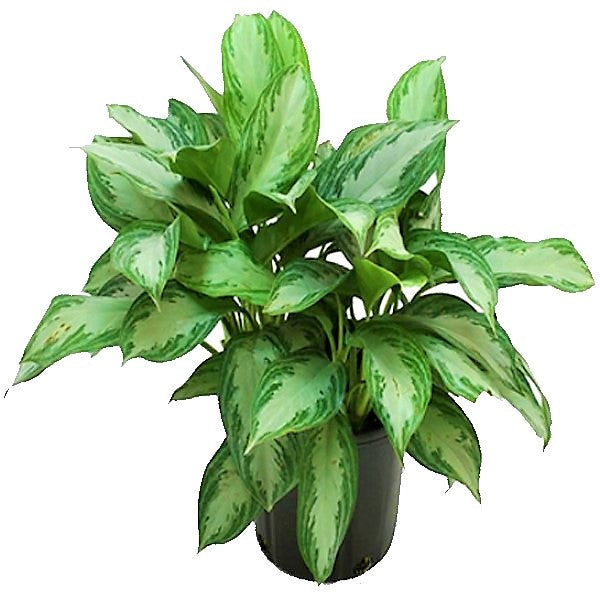 Aglaonema “Silver Queen” Chinese Evergreen Plant - www.FOP.ae Buy online Best and Healthy Plants and quality products guarantee in Dubai Plants Shop in Dubai Abu Dhabi all over UAE Plants near me Fresh Plants in Dubai where to buy plants in UAE - FOP.ae