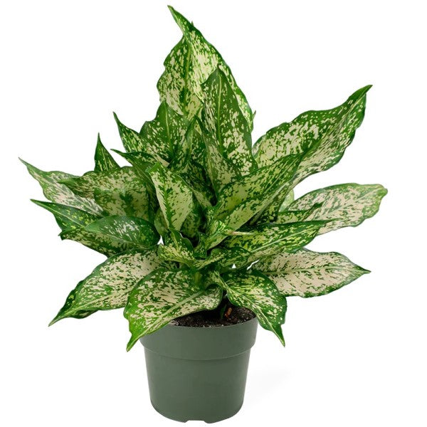 Aglaonema Spring Snow - www.FOP.ae Buy online Best and Healthy Plants and quality products guarantee in Dubai Plants Shop in Dubai Abu Dhabi all over UAE Plants near me Fresh Plants in Dubai where to buy plants in UAE - FOP.ae