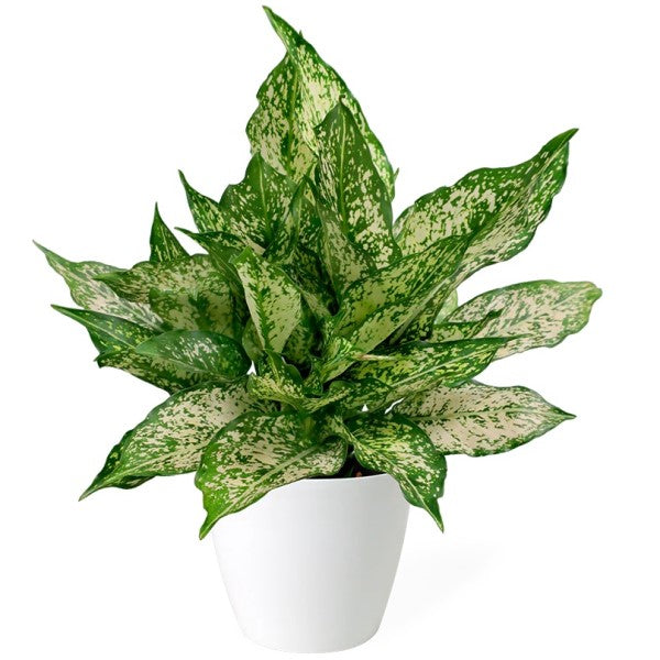 Aglaonema Spring Snow - www.FOP.ae Buy online Best and Healthy Plants and quality products guarantee in Dubai Plants Shop in Dubai Abu Dhabi all over UAE Plants near me Fresh Plants in Dubai where to buy plants in UAE - FOP.ae