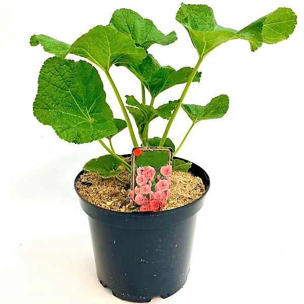 Hollyhocks Flower Plant, Alcea - www.FOP.ae Buy online Best and Healthy Plants and quality products guarantee in Dubai Plants Shop in Dubai Abu Dhabi all over UAE Plants near me Fresh Plants in Dubai where to buy plants in UAE - FOP.ae