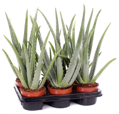 Aloe Vera, Medicina Aloe, Indoor - www.FOP.ae Buy online Best and Healthy Plants and quality products guarantee in Dubai Plants Shop in Dubai Abu Dhabi all over UAE Plants near me Fresh Plants in Dubai where to buy plants in UAE - FOP.ae