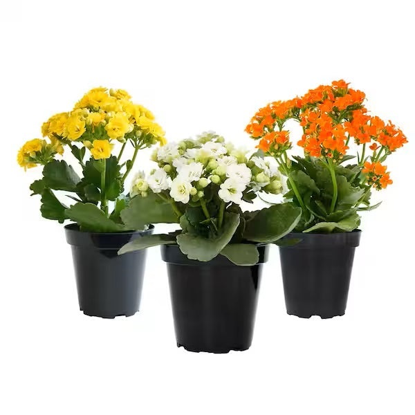 Flaming Katy, Kalanchoe blossfeldiana, indoor - www.FOP.ae Buy online Best and Healthy Plants and quality products guarantee in Dubai Plants Shop in Dubai Abu Dhabi all over UAE Plants near me Fresh Plants in Dubai where to buy plants in UAE - FOP.ae