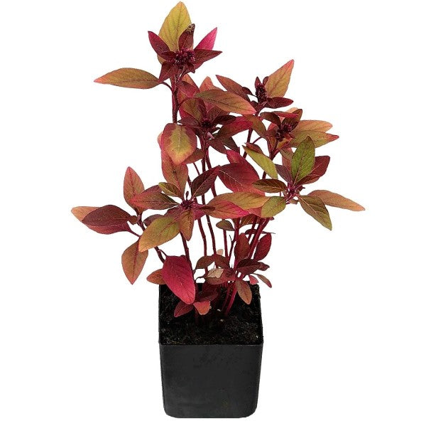 Red Amaranth, Amaranthus Cruentus - www.FOP.ae Buy online Best and Healthy Plants and quality products guarantee in Dubai Plants Shop in Dubai Abu Dhabi all over UAE Plants near me Fresh Plants in Dubai where to buy plants in UAE - FOP.ae