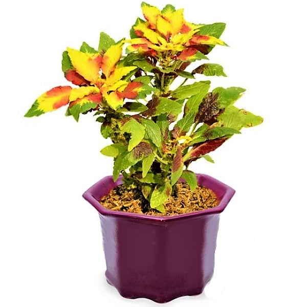 Amaranthus Tricolor - www.FOP.ae Buy online Best and Healthy Plants and quality products guarantee in Dubai Plants Shop in Dubai Abu Dhabi all over UAE Plants near me Fresh Plants in Dubai where to buy plants in UAE - FOP.ae