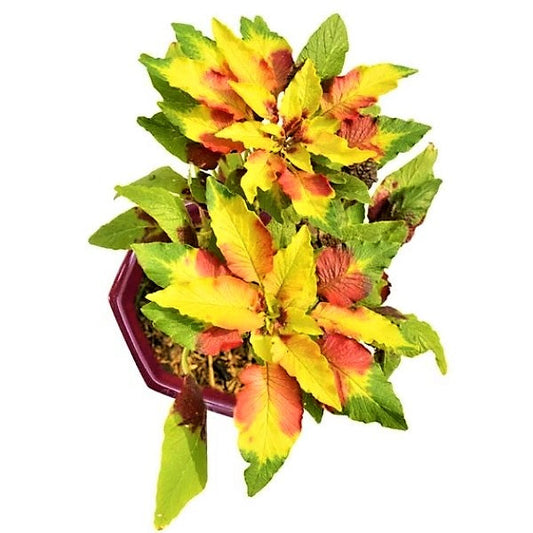 Amaranthus Tricolor - www.FOP.ae Buy online Best and Healthy Plants and quality products guarantee in Dubai Plants Shop in Dubai Abu Dhabi all over UAE Plants near me Fresh Plants in Dubai where to buy plants in UAE - FOP.ae