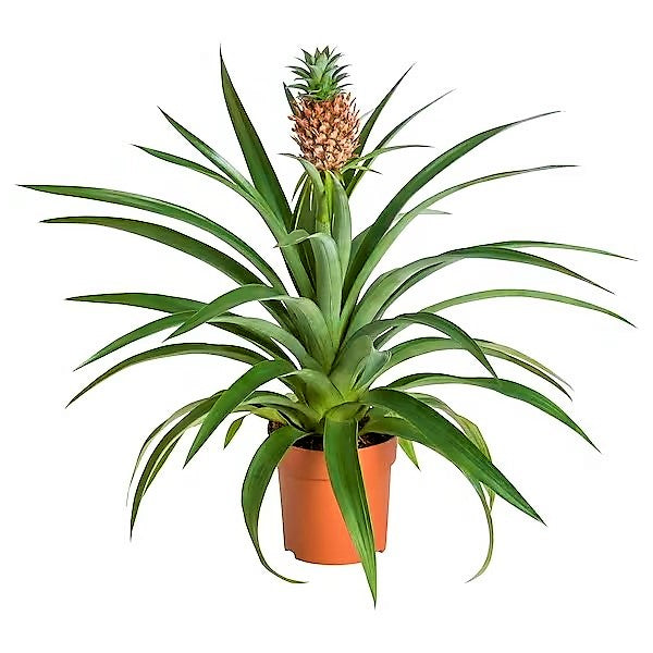 Pineapple, Ananas Comosus - www.FOP.ae Buy online Best and Healthy Plants and quality products guarantee in Dubai Plants Shop in Dubai Abu Dhabi all over UAE Plants near me Fresh Plants in Dubai where to buy plants in UAE - FOP.ae